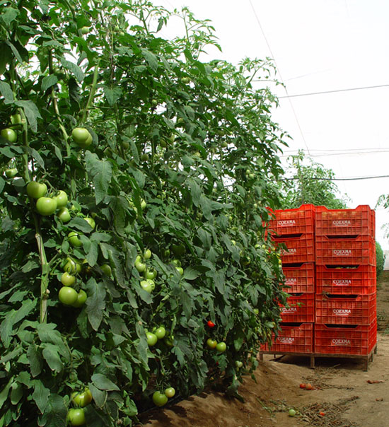 Cultivo de tomates