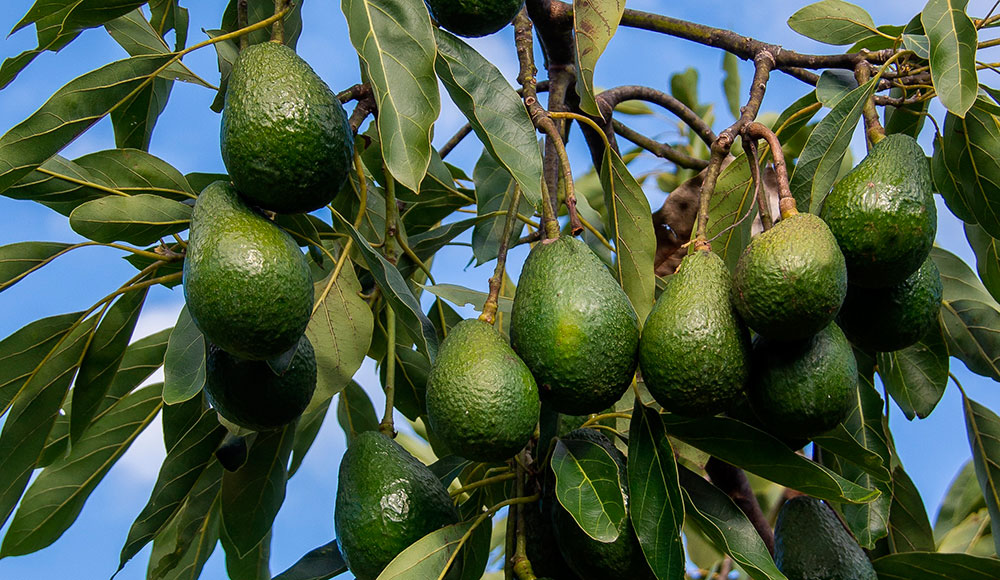 Avocado fruits on the tree