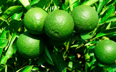 Foliar fertilization in citrus in summer