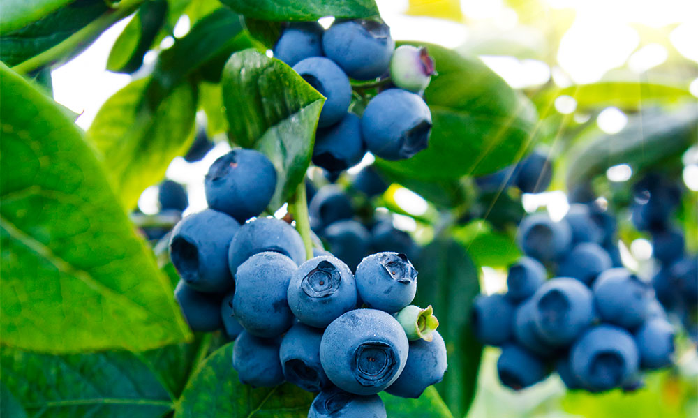 Blueberry fertiliser program