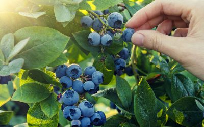 Blueberry fertiliser program