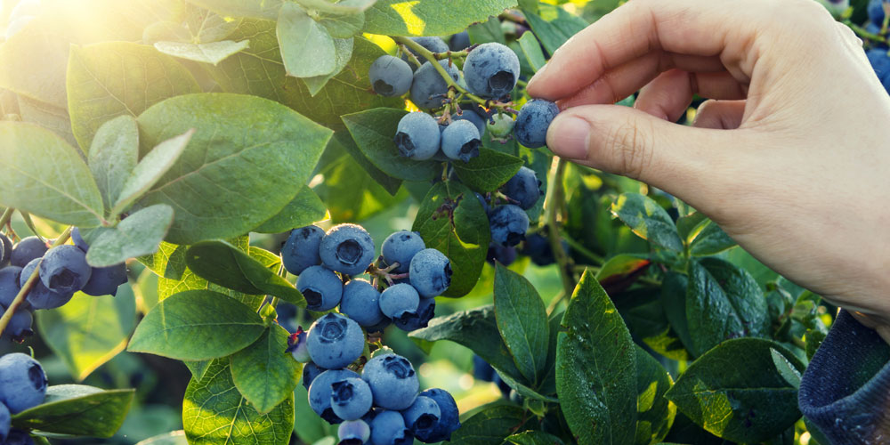 Blueberry fertiliser program