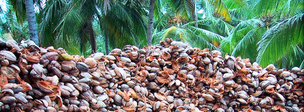 Coconut fiber for hydroponics
