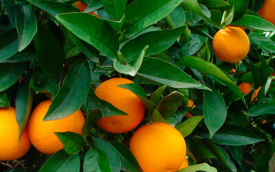 Copper in citrus cultivation