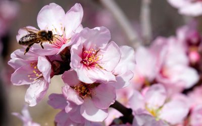 Fertilization plan for almond tree