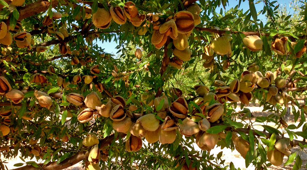 Fertilization plan for almond tree