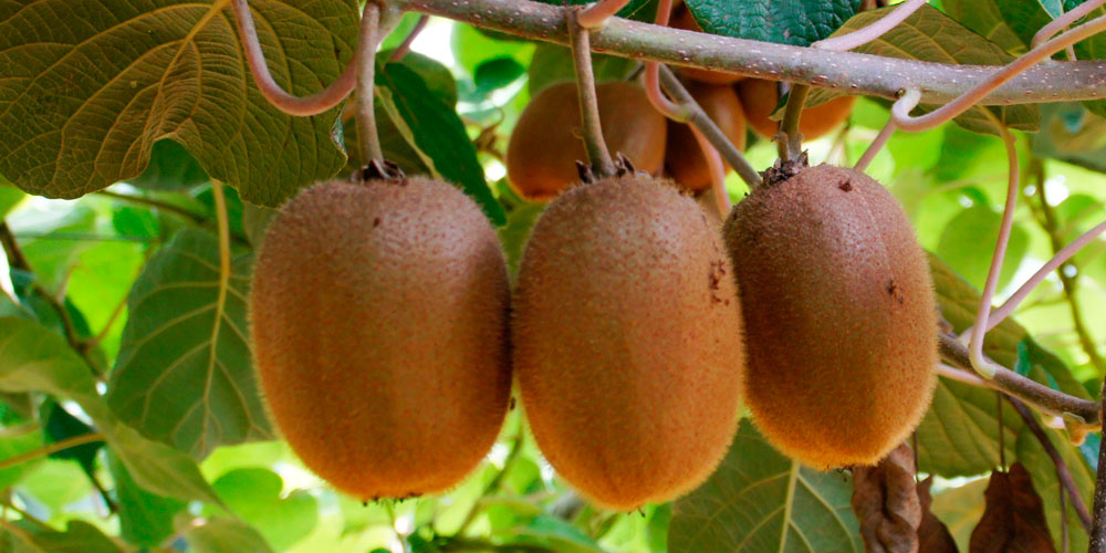 Fertilizers for fattening the fruits of actinidia