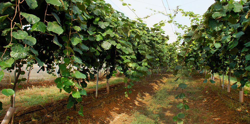 Fertilizers to improve kiwi cultivation