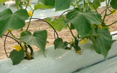 Perlite for hydroponics