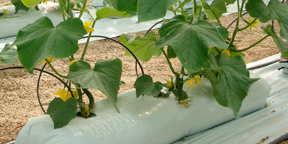 Perlite for hydroponics