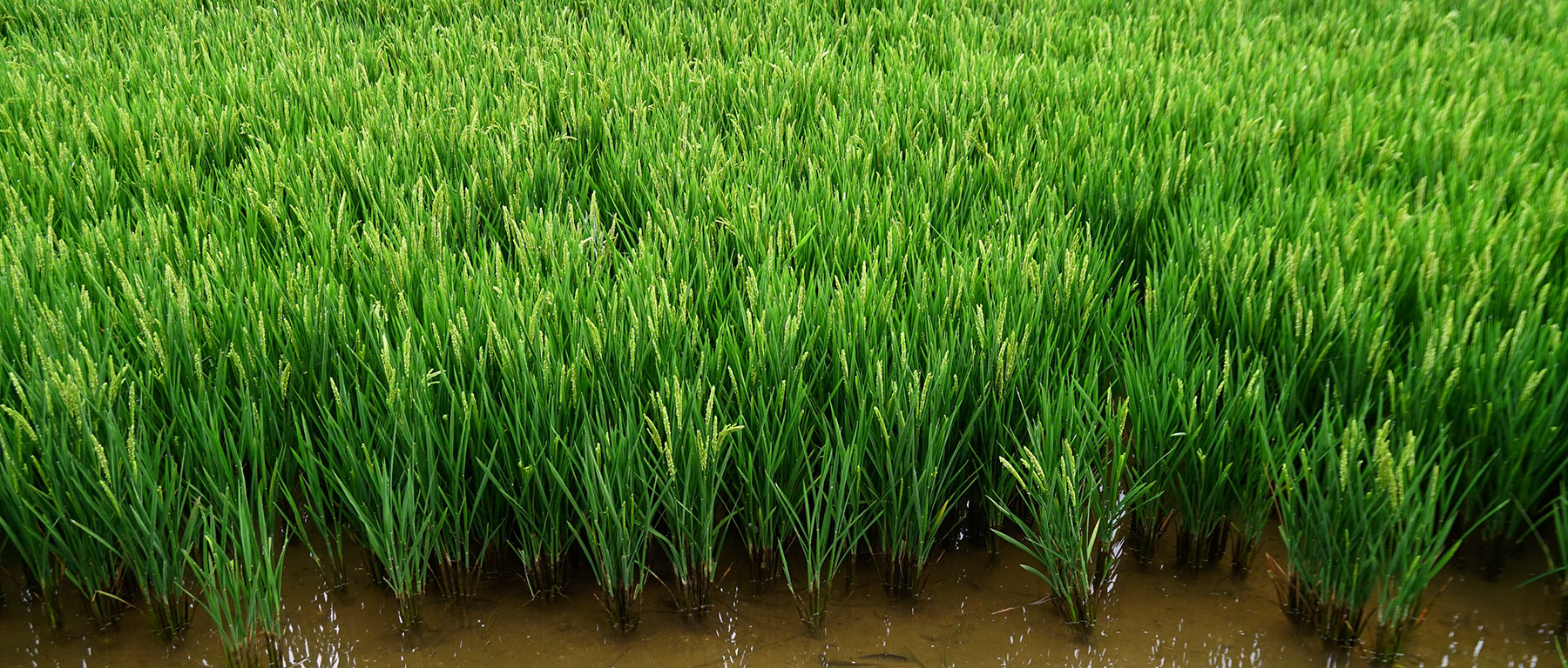 Rice growing plants