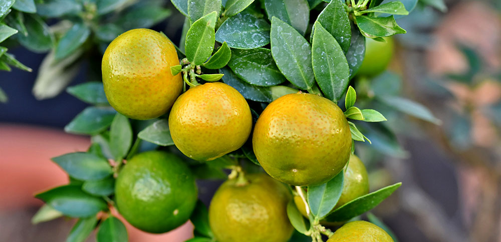 Tangerine fruits on the tree