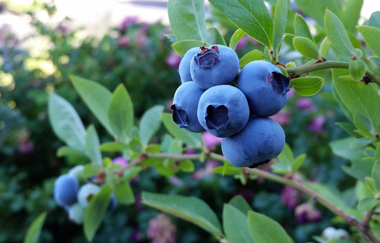 V Technical day of blueberry crop of the province of Huelva (Spain)