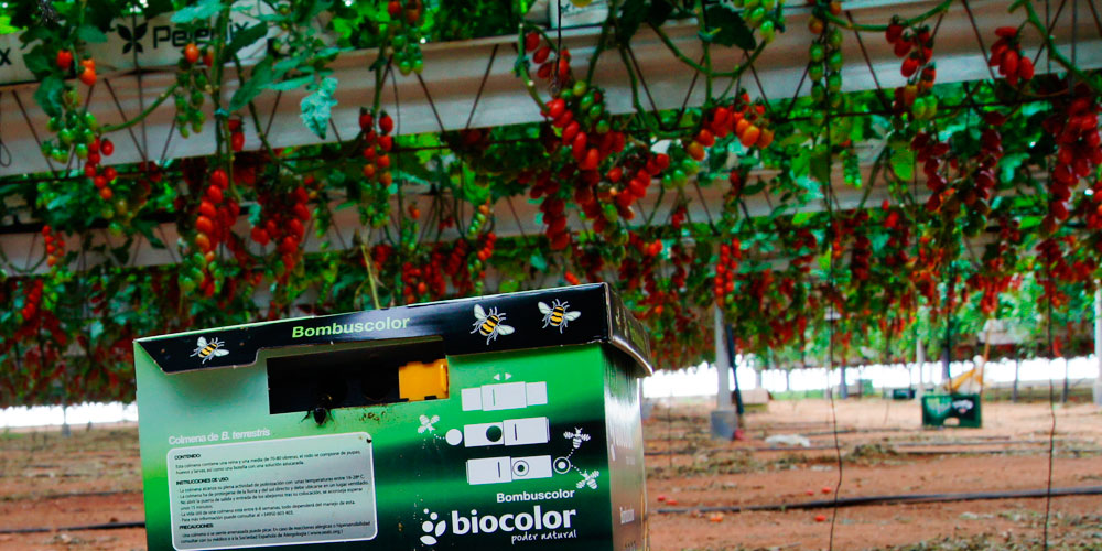 Biocontrôle dans la culture de tomates