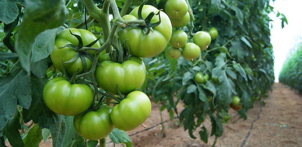 Correcteur de carence de bore dans la tomate