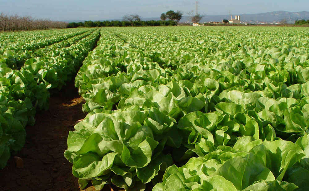 Calcium dans le sol