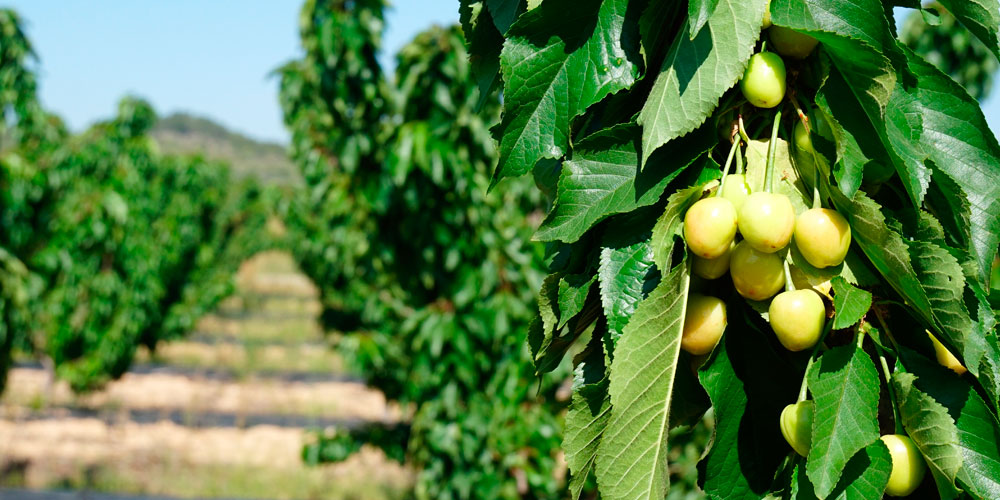 Engrais pour cerisiers au goutte à goutte