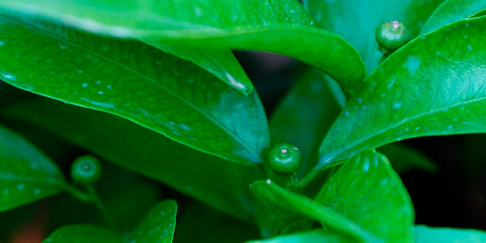 Fertilisation foliaire des agrumes au printemps