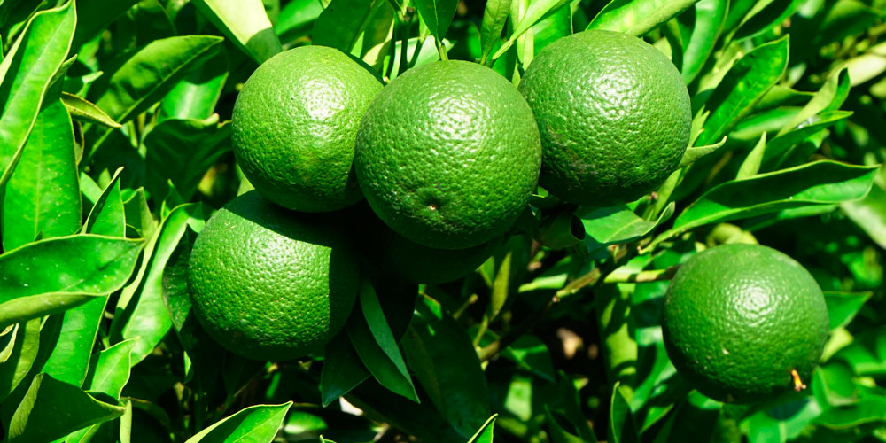 Fertilisation foliaire des agrumes en été