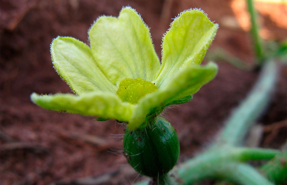 Fleur femelle de pastèque