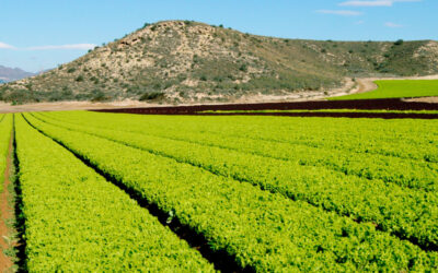 Glycine bétaïne, un biostimulant agricole