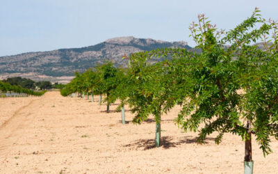 Manganèse agricole