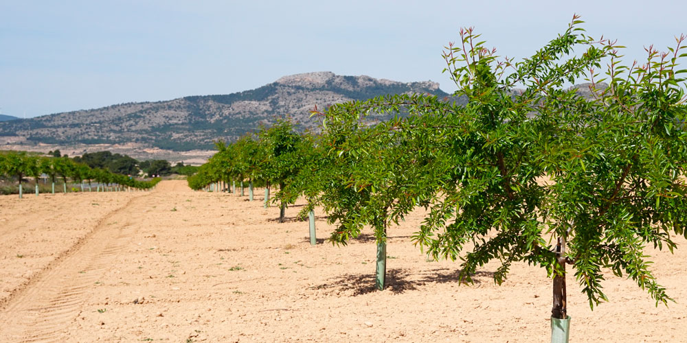 Manganèse dans la plante