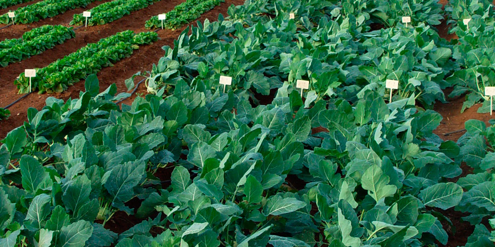 Le molybdène en agriculture