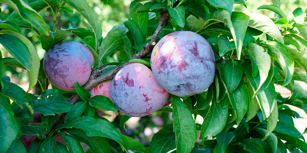 Prunes fertilisées au magnésium