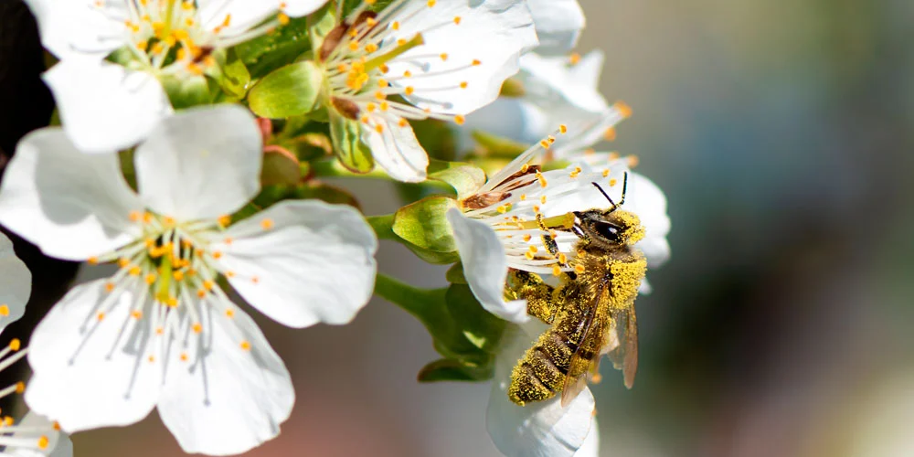 Abeja recolectando polen de una flor de peral