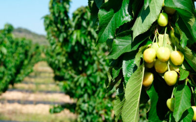 El boro en la agricultura