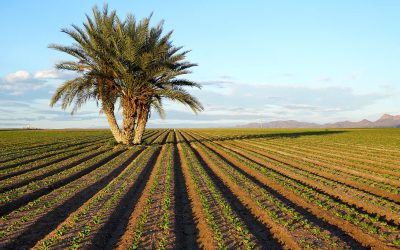 La fertilización sostenible contra el cambio climático