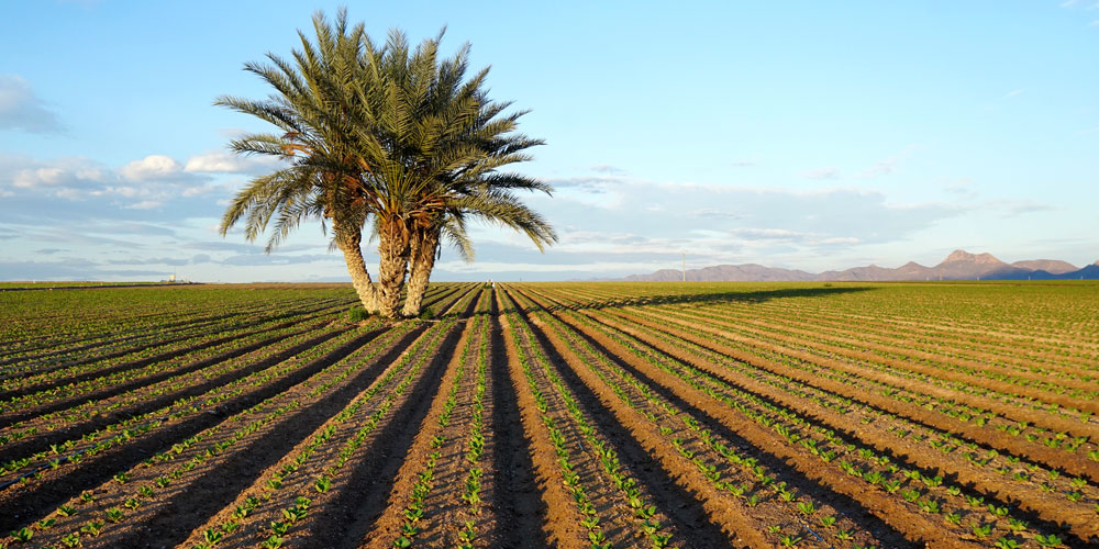 La fertilización sostenible contra el cambio climático