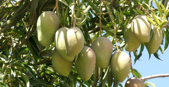 Abonado del mango y aguacate