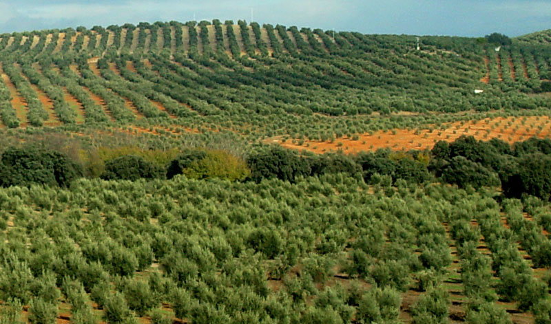 Abonado del olivar