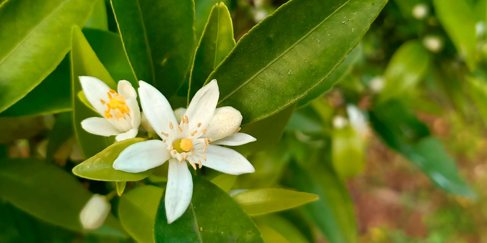 Abonado foliar en cítricos