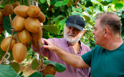 Engorde de frutos en el cultivo de kiwi