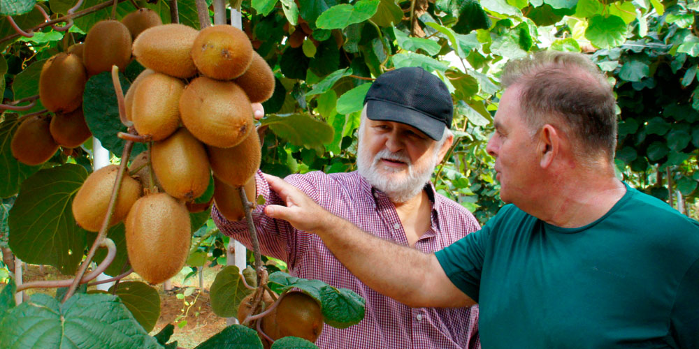 Engorde de frutos en el cultivo de kiwi