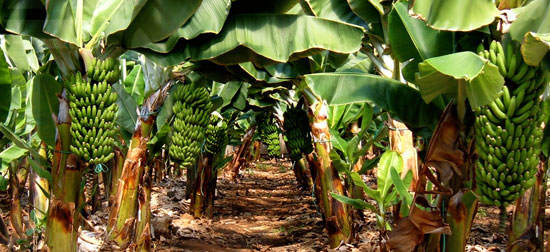 Más producción y calidad en frutas y hortalizas