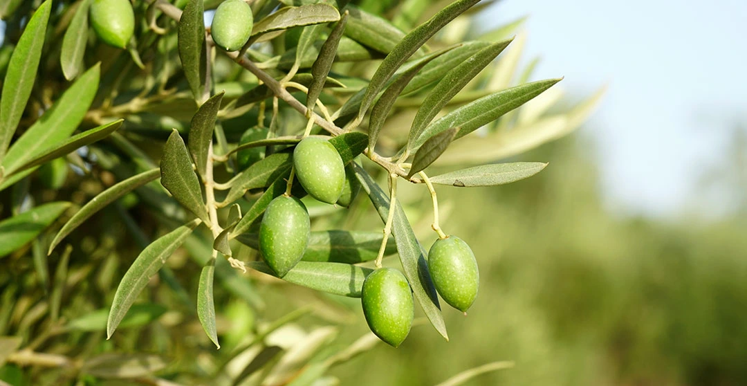 Aceitunas en el árbol