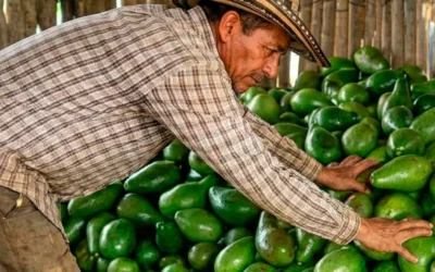 El abonado del aguacate en Colombia