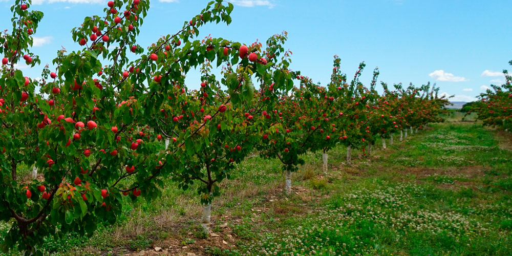 Albaricoquero con frutos