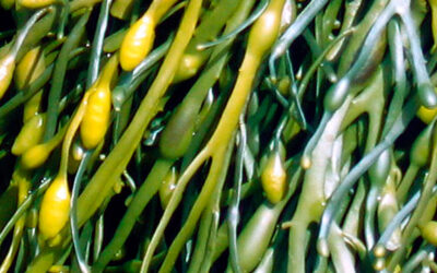 Extractos de algas
