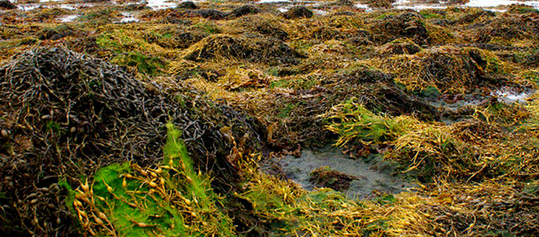 Alga parda de Ascophyllum nodosum en baja mar