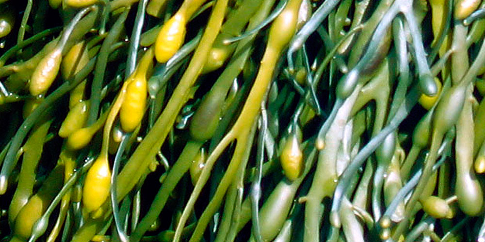 Alga parda Ascophyllum-nodosum