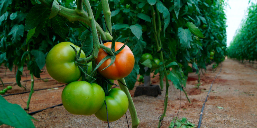 Aplicación de hierro quelatado en tomateras