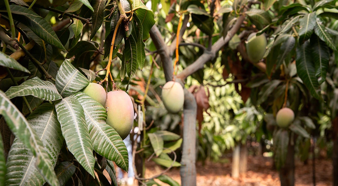 Árboles de mango con frutos