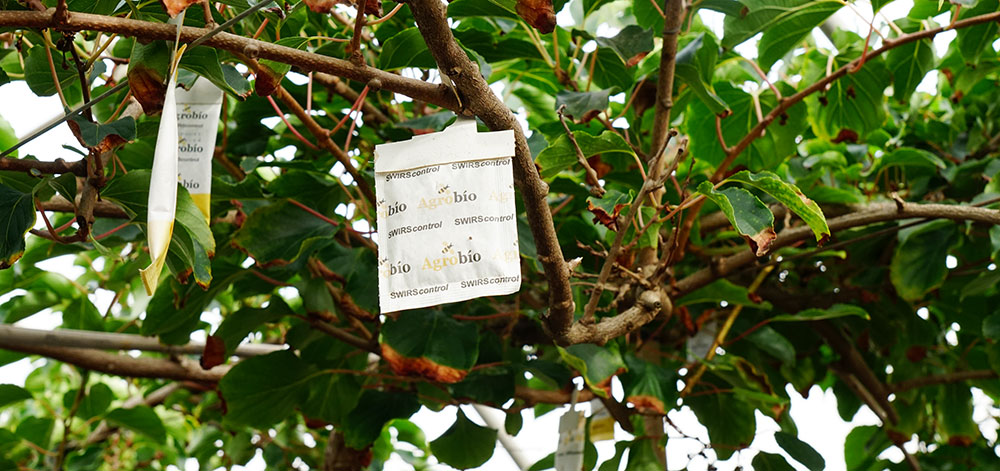 Biocontrol en el cultivo del kiwi