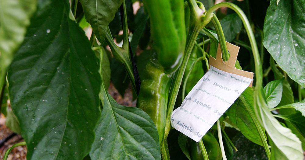 Biocontrol en el cultivo del pimientos