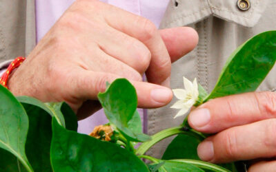 El biocontrol en agricultura